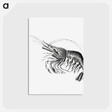 アートポストカード-Vintage prawn marine life illustration - エルンスト ヘッケル Postcard.