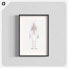 アートポスター-Human Skeleton, Posterior View
 - ジョージ スタッブス Poster.