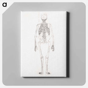 アートパネル-Human Skeleton, Posterior View
 - ジョージ スタッブス Canvas.