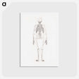 アートポストカード-Human Skeleton, Posterior View
 - ジョージ スタッブス Postcard.