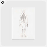 アートポストカード-Human Skeleton, Posterior View
 - ジョージ スタッブス Postcard.