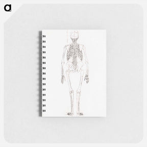 アートメモ帳-Human Skeleton, Posterior View
 - ジョージ スタッブス Memo.