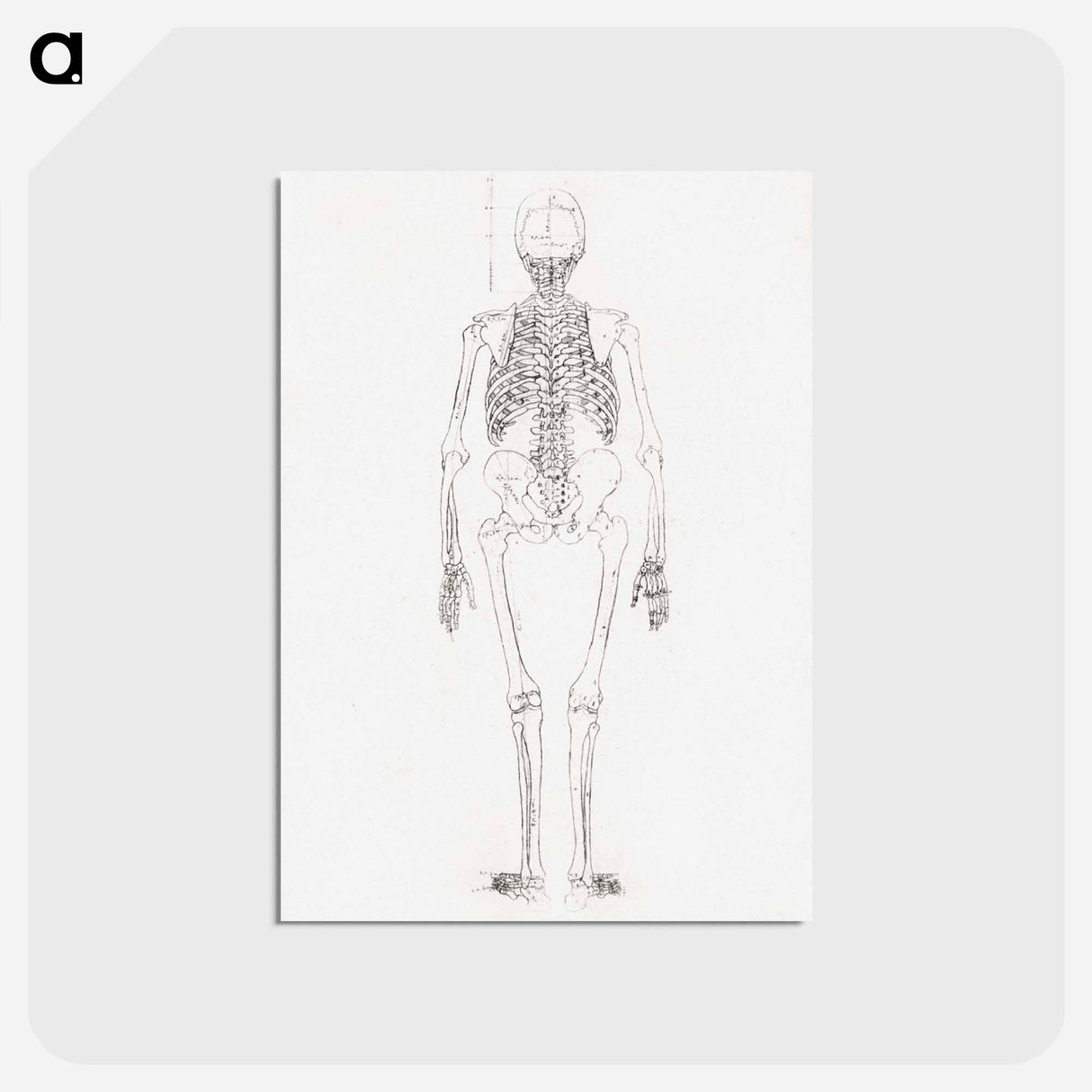 アートポストカード-Human Skeleton, Posterior View
 - ジョージ スタッブス Postcard.