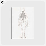 アートポストカード-Human Skeleton, Posterior View
 - ジョージ スタッブス Postcard.
