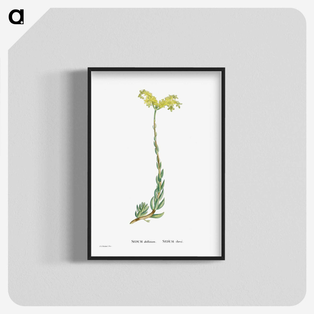 2-51_Histoire-des-Plantes-Grasses_blk-crop
