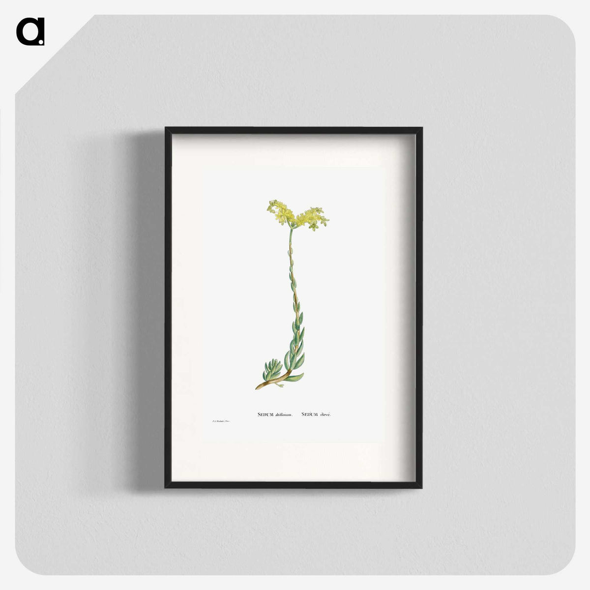 2-51_Histoire-des-Plantes-Grasses_blk