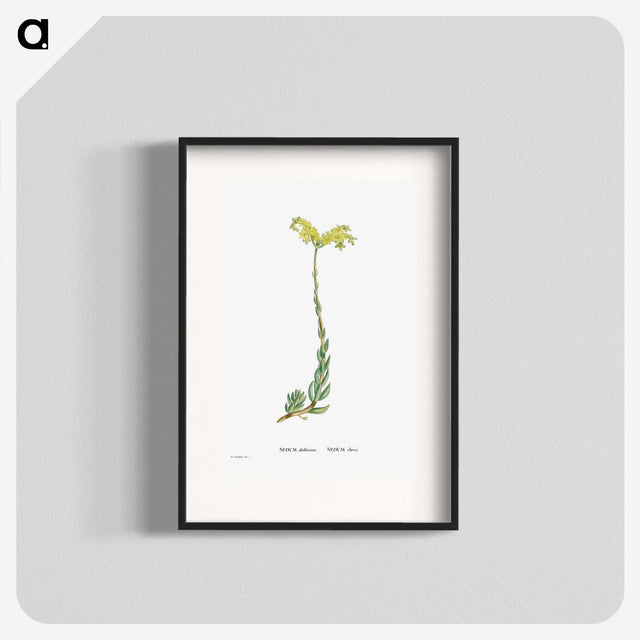 2-51_Histoire-des-Plantes-Grasses_blk