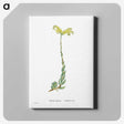 2-51_Histoire-des-Plantes-Grasses_canvas