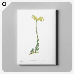 2-51_Histoire-des-Plantes-Grasses_canvas