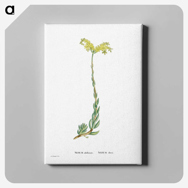 2-51_Histoire-des-Plantes-Grasses_canvas