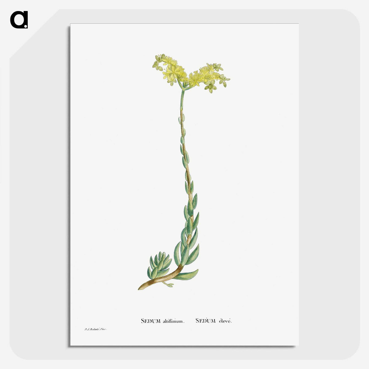 2-51_Histoire-des-Plantes-Grasses_picture-crop