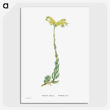 2-51_Histoire-des-Plantes-Grasses_picture-crop