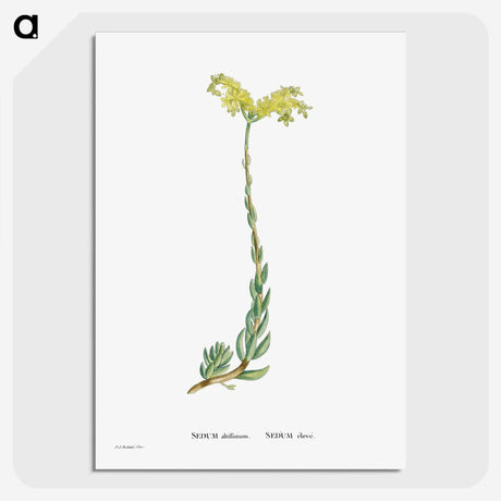 2-51_Histoire-des-Plantes-Grasses_picture-crop