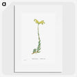 2-51_Histoire-des-Plantes-Grasses_picture