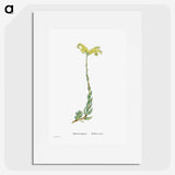 2-51_Histoire-des-Plantes-Grasses_picture