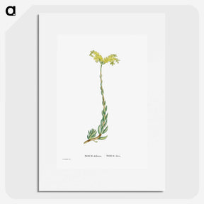 2-51_Histoire-des-Plantes-Grasses_picture
