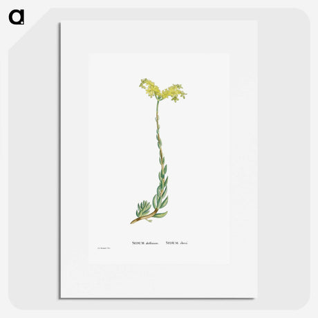 2-51_Histoire-des-Plantes-Grasses_picture