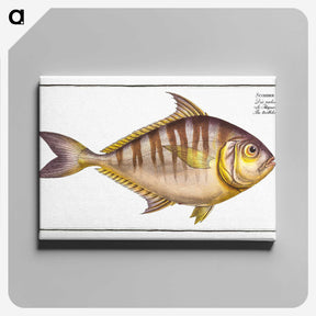 2-51_Ichtyologie-ou-Histoire-naturelle_canvas