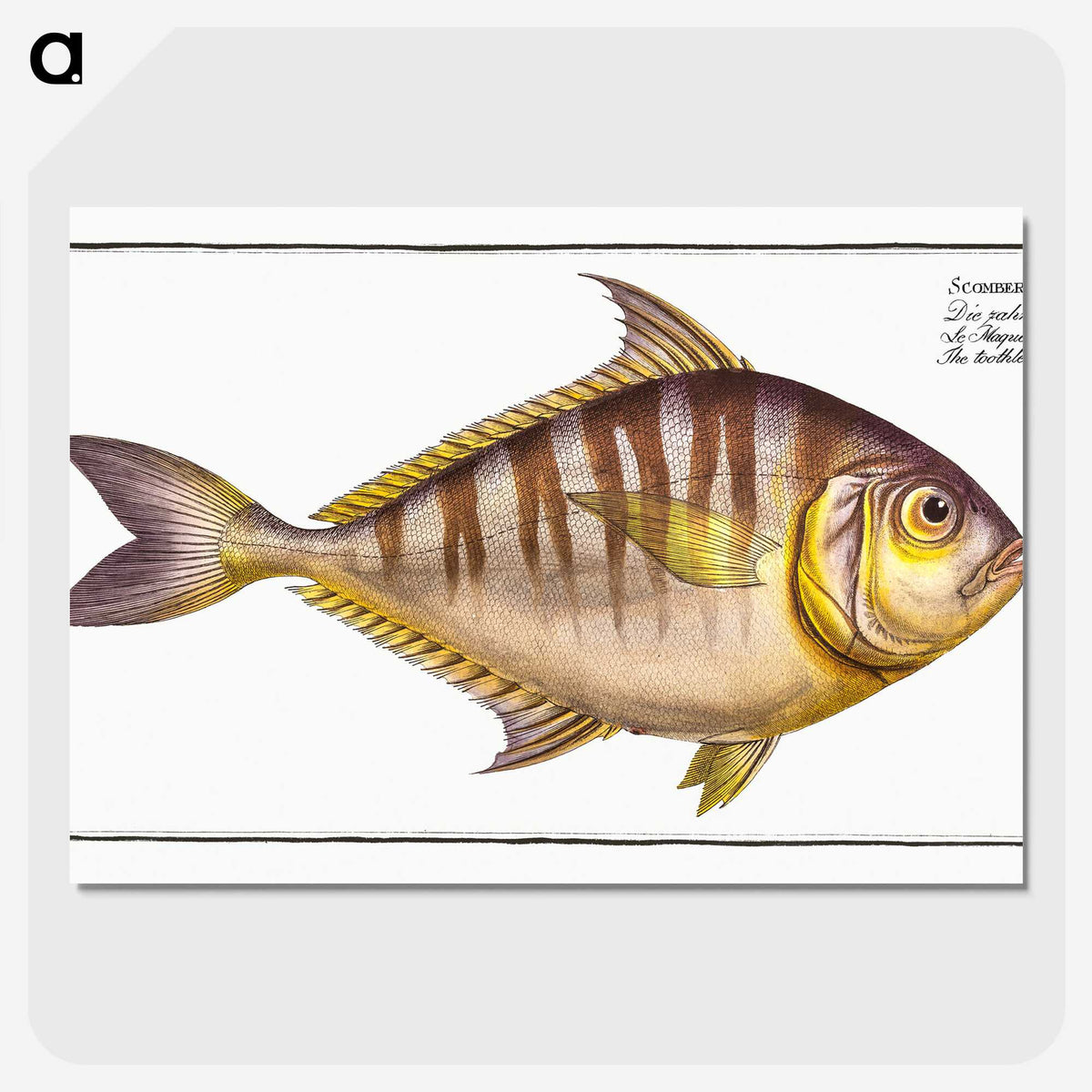 2-51_Ichtyologie-ou-Histoire-naturelle_picture-crop