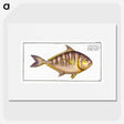 2-51_Ichtyologie-ou-Histoire-naturelle_picture