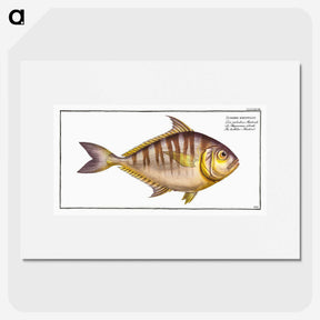 2-51_Ichtyologie-ou-Histoire-naturelle_picture