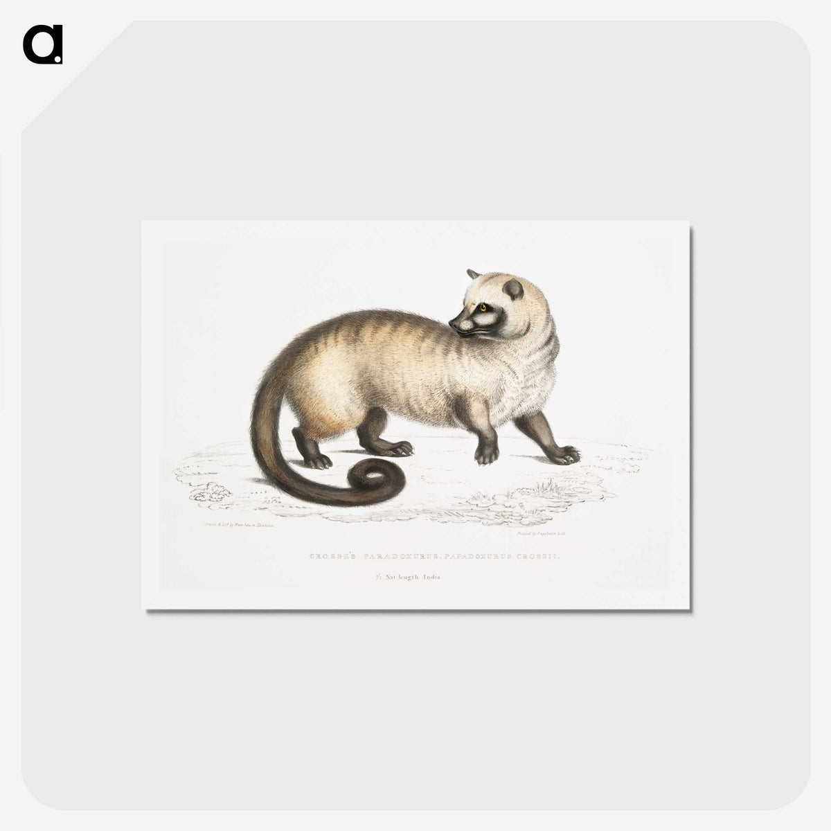 2-51_Indian-Zoology_hagaki