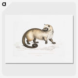 2-51_Indian-Zoology_picture