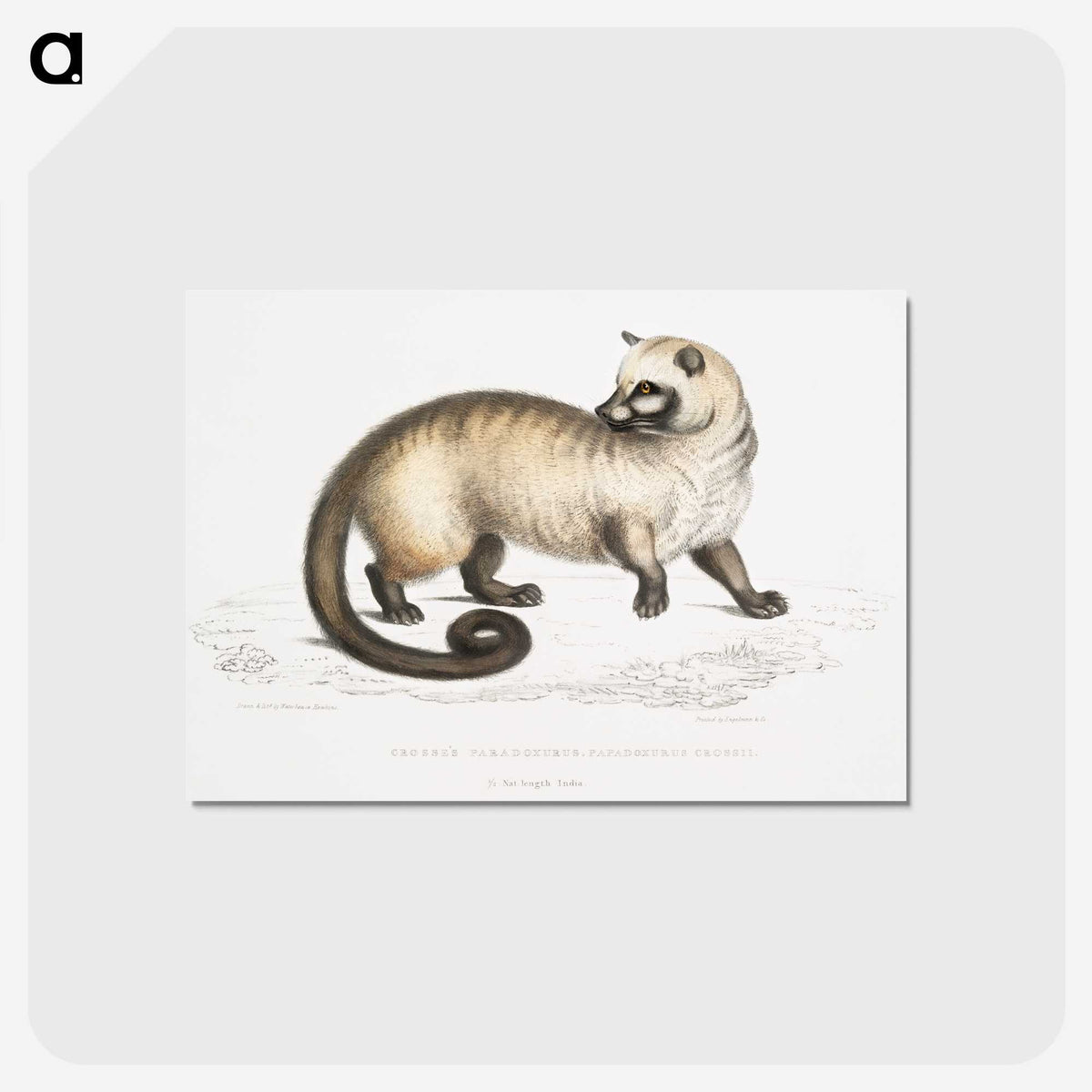 2-51_Indian-Zoology_postcard
