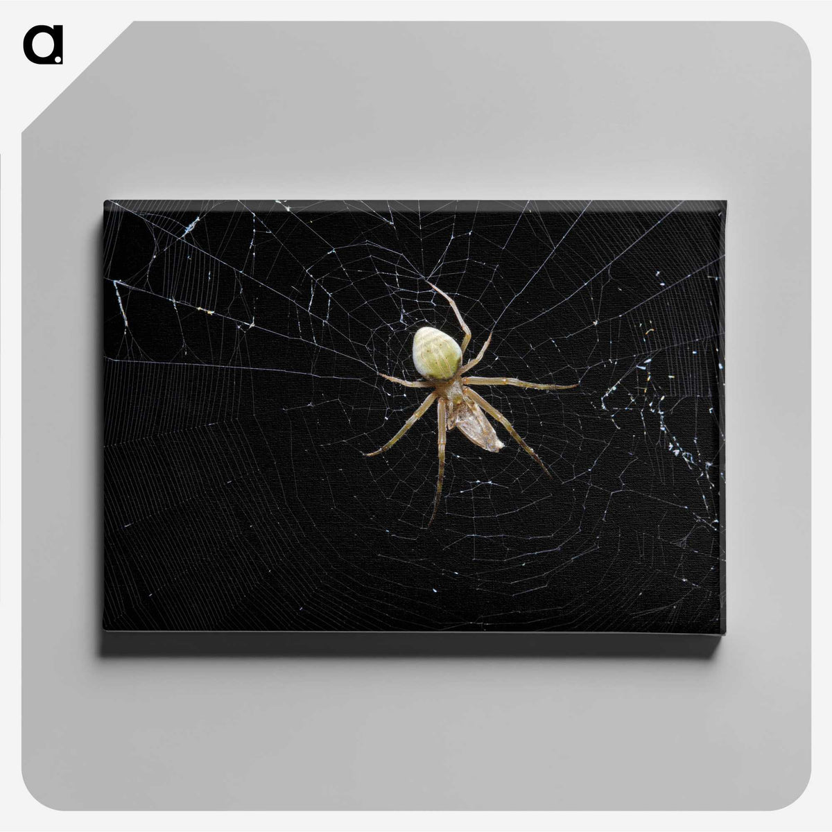 2-51_Insects-Unlocked-Project_canvas