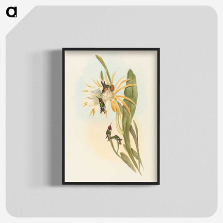 2-51_John-Gould_blk-crop