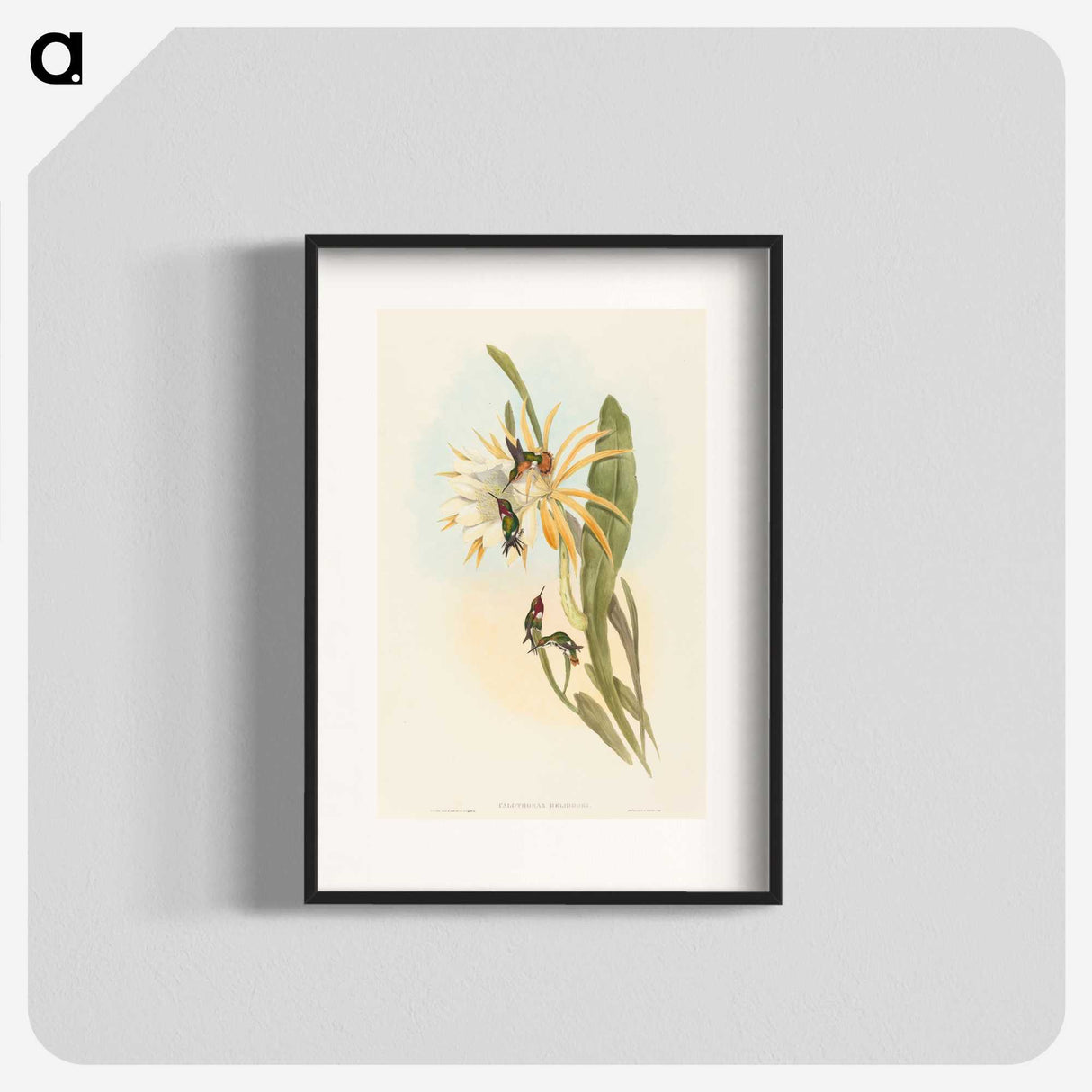 2-51_John-Gould_blk