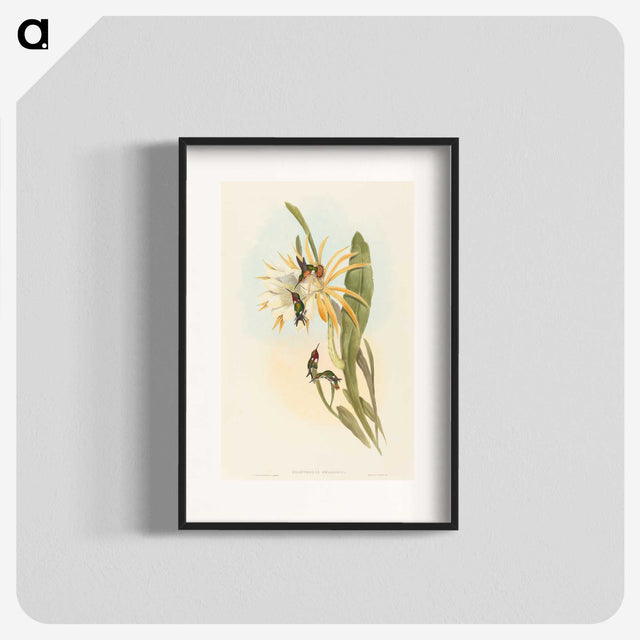 2-51_John-Gould_blk