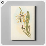 2-51_John-Gould_canvas