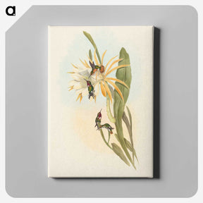 2-51_John-Gould_canvas