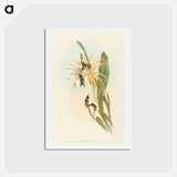 アートポストカード-Calothorax heliodori
 - ジョン グールド Postcard.