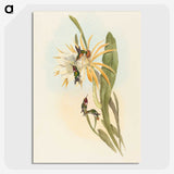 2-51_John-Gould_picture-crop