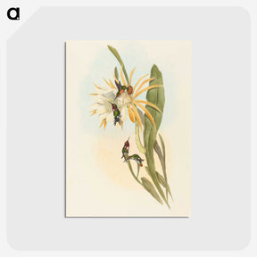 2-51_John-Gould_postcard