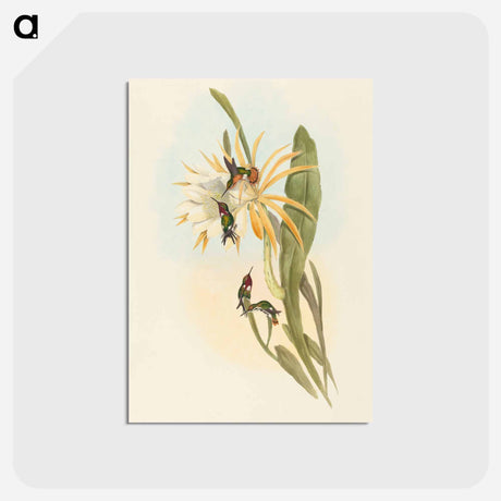 アートポストカード-Calothorax heliodori
 - ジョン グールド Postcard.