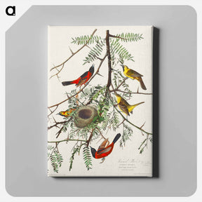 アートパネル-Orchard Oriole
 - ジョン ジェームス オーデュボン Canvas.