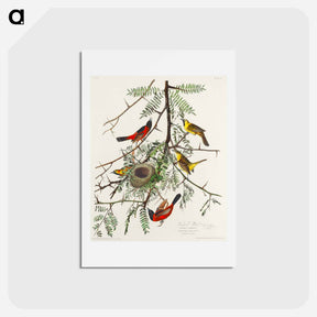 アートポストカード-Orchard Oriole
 - ジョン ジェームス オーデュボン Postcard.