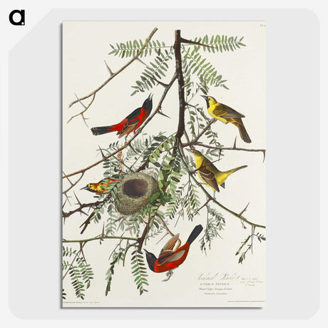 2-51_John-James-Audubon_picture-crop