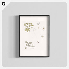 アートポスター-Sketches of wood anemone and sweet violet - ユリー デ フラーハ Poster.