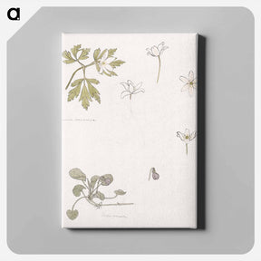 アートパネル-Sketches of wood anemone and sweet violet - ユリー デ フラーハ Canvas.