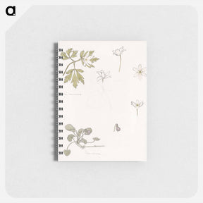 アートメモ帳-Sketches of wood anemone and sweet violet - ユリー デ フラーハ Memo.