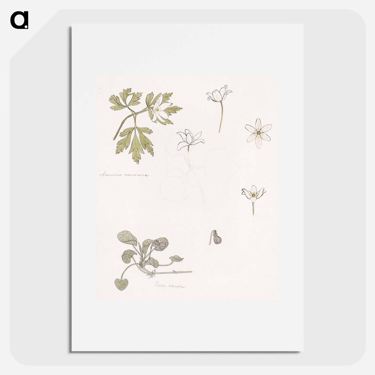 Sketches of wood anemone and sweet violet - Julie de Gragues Poster.