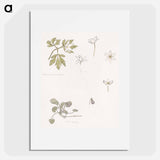 Sketches of wood anemone and sweet violet - Julie de Gragues Poster.