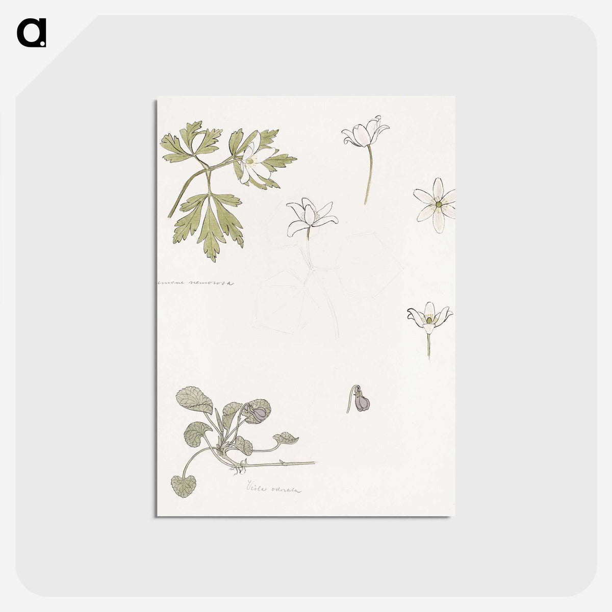 2-51_Julie-de-Graag_postcard