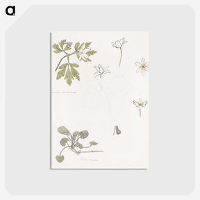 2-51_Julie-de-Graag_postcard