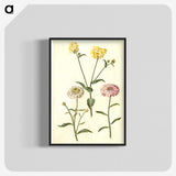 2-51_Maria-Sibylla-Merian_blk-crop
