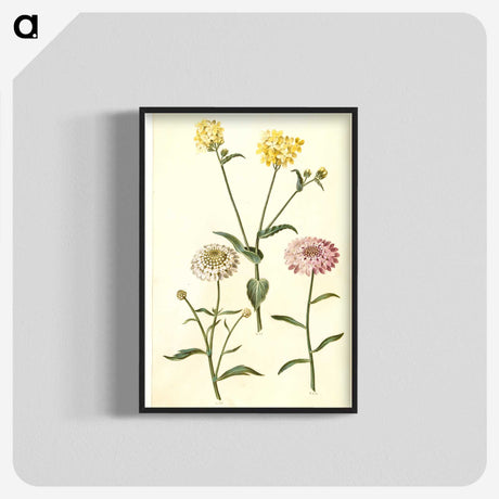 2-51_Maria-Sibylla-Merian_blk-crop